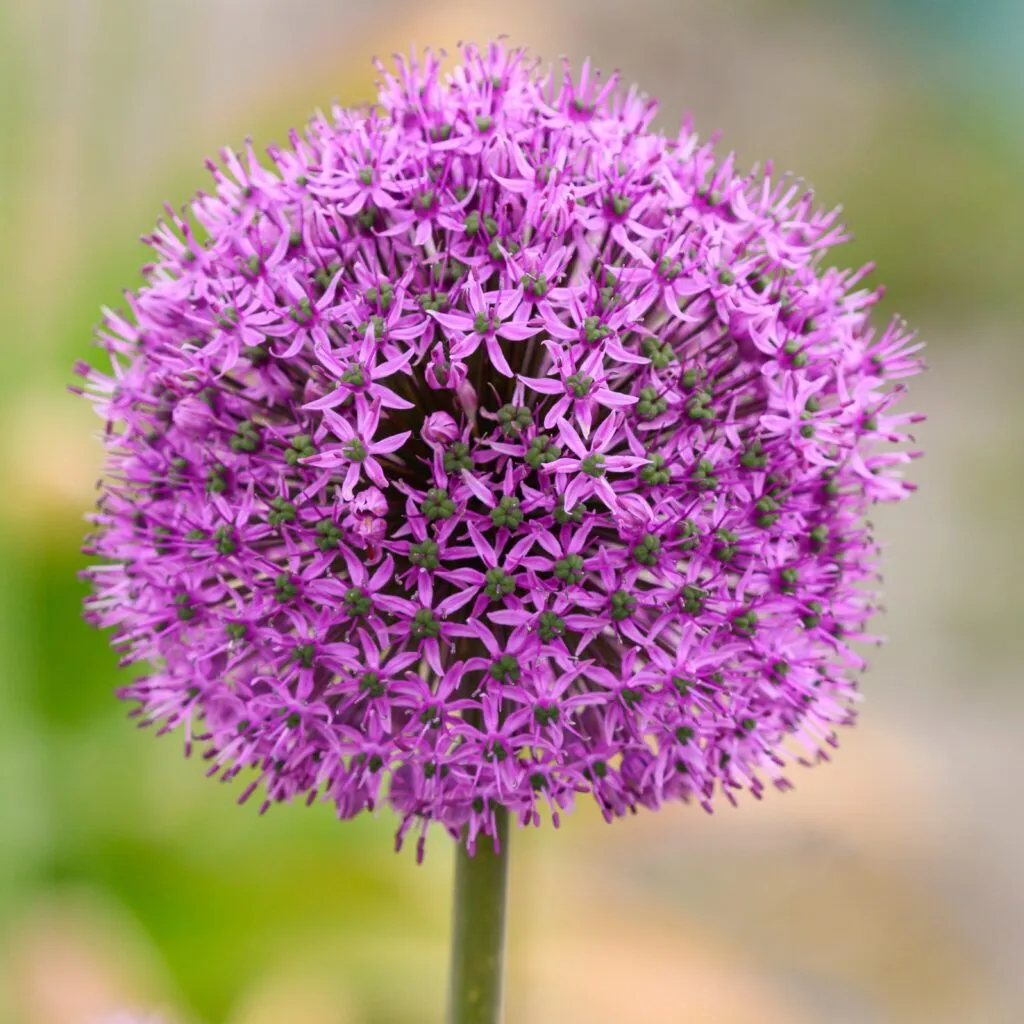Allium – Jackpot