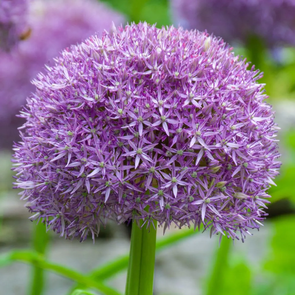 Allium – Pinball Wizard