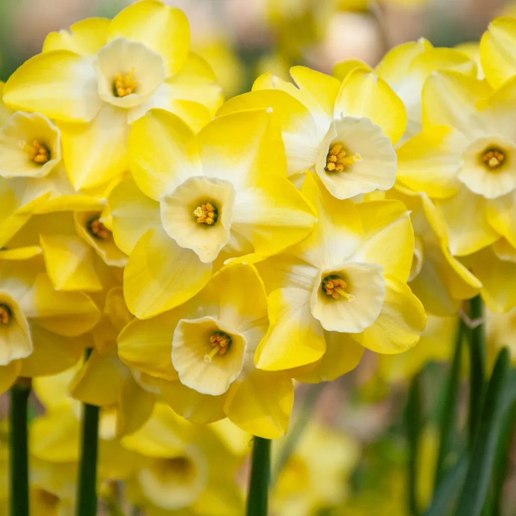 Daffodil – Regeneration