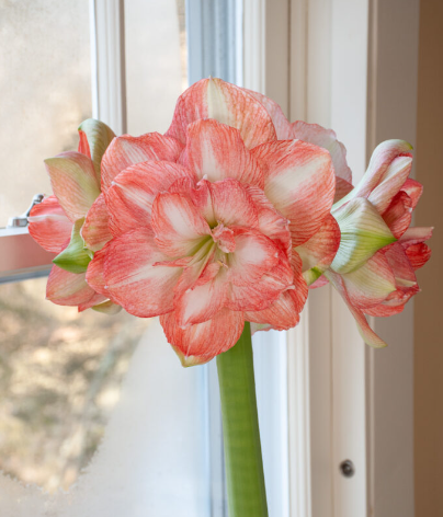 Amaryllis – Beautiful Emotion