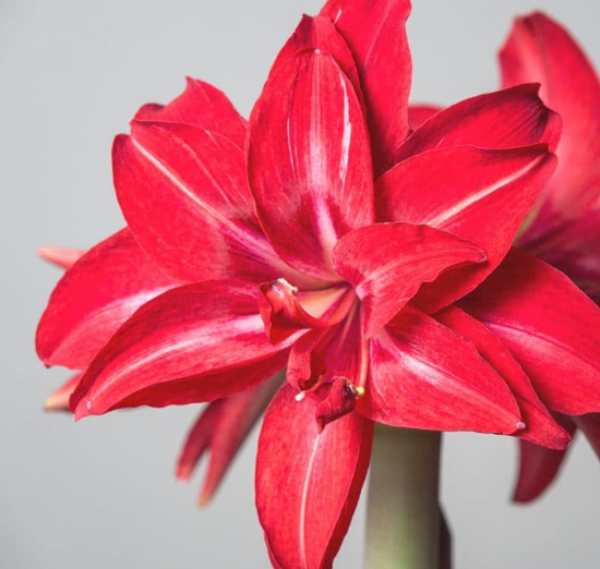Amaryllis – Double Delicious