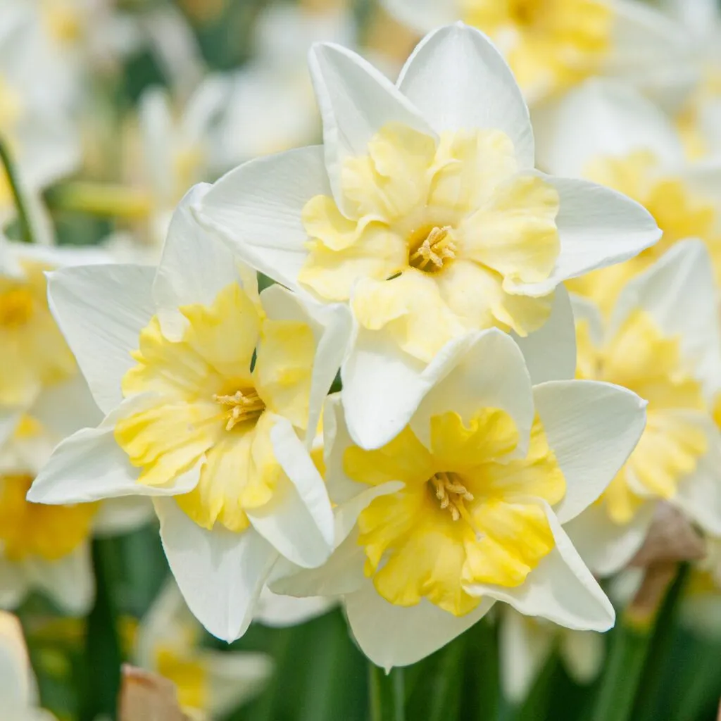 Daffodil – Prom Dance
