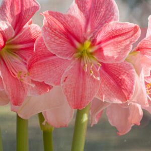 Amaryllis - Sweet Cream