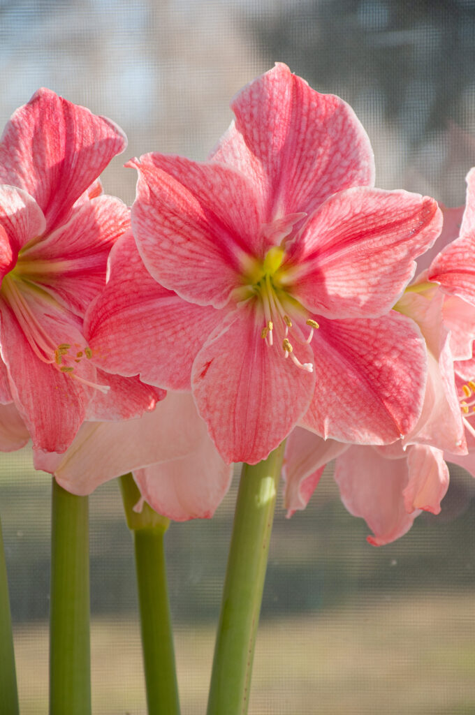 Amaryllis – Sweet Cream