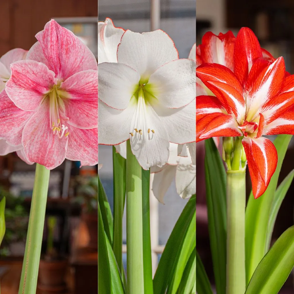 Amaryllis – Just Dessert