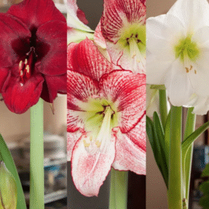 Amaryllis - Trio